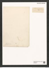 Moelleria cornuta Cleve (de-Toni-Nr.: Genus 99, Species 3092) Zeichnungen Sammlung Grunow (NHMW-BOT-W0374957)